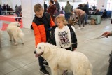Mnóstwo gości na wystawie psów w niedzielę w Targach Kielce. Byłeś? Zobacz się na zdjęciach 