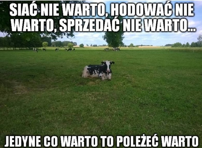 W naszym regionie rolników nie brakuje, wielu sobie...