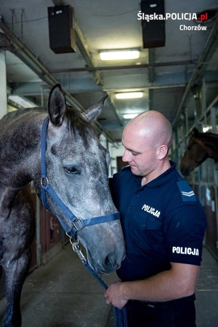 Zespół policji konnej w Chorzowie
