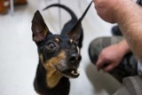 Rząd zapowiada obowiązek czipowania psów w 2023 roku. Sprawdzamy, ile to kosztuje i na czym polega