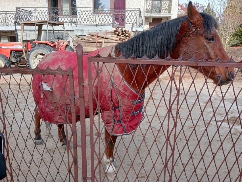 W takich warunkach żyły konie w Szczawniku w gminie Muszyna....