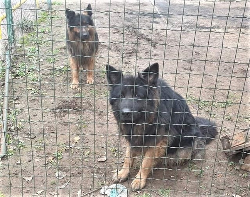 Powiat malborski. Zaginęły dwa owczarki z Sobowidza. Każda informacja może pomóc w ich znalezieniu. Były widziane w okolicach Sztumu