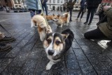 Królewskie psy na Trzech Króli. Corgi i ich właściciele spotkali się na dorocznym pochodzie w Krakowie [ZDJĘCIA]