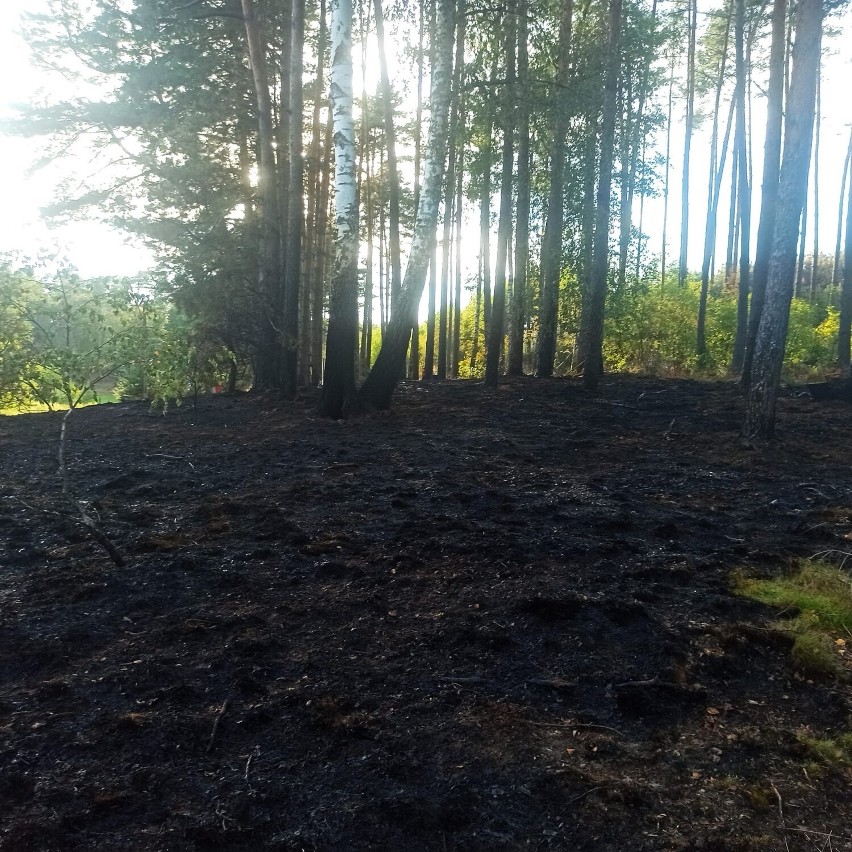 Duży pożar lasu w pow. chojnickim! Na miejscu 15 zastępów straży pożarnej. ZDJĘCIA 25.07.2022 r.