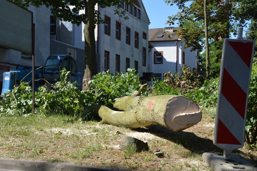 Wycinka drzew na Pomorzanach w okresie lęgowym. Społecznicy są zbulwersowani