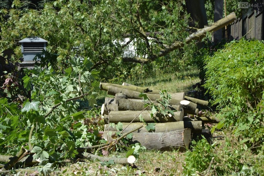 Wycinka drzew na Pomorzanach w okresie lęgowym. Społecznicy są zbulwersowani