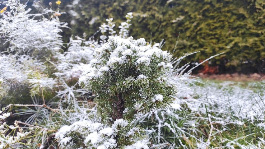 W Zakopanem spadł śnieg. W weekend czeka nas siarczysty mróz...