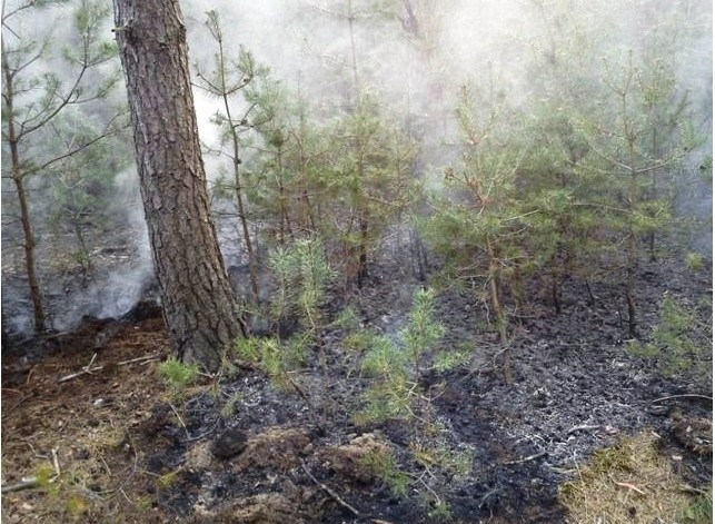 Krotoszyńscy strażacy gasili pożar 60-letniego lasu w Zdunach [ZDJĘCIA]