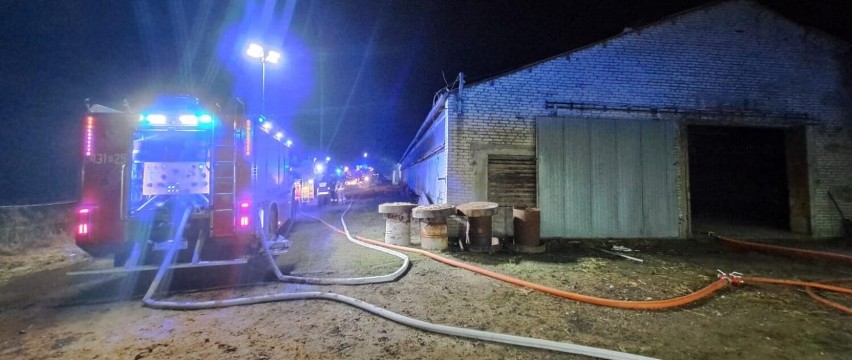 Pożar kurnika gasiło aż 11 zastępów straży pożarnej