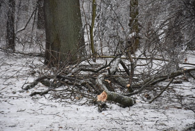 Połamane gałęzie drzew w parku im. Kościuszki w Wałbrzychu
