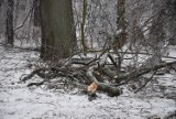 Wałbrzych: Odłamane gałęzie spadaja z drzew. Tak jest w parku im. Kościuszki i w wielu miejscach w mieście!