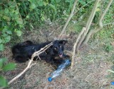 Paszki Duże. Dzielnicowy odnalazł właściciela psa przywiązanego do drzewa 