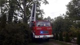 Nadłamane konary drzewa w Rudzie w gminie Rogoźno [ZDJĘCIA]