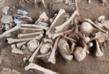 Nowe odkrycia na polu bitwy pod Kunowicami. Badacze trafiają na kolejne kości