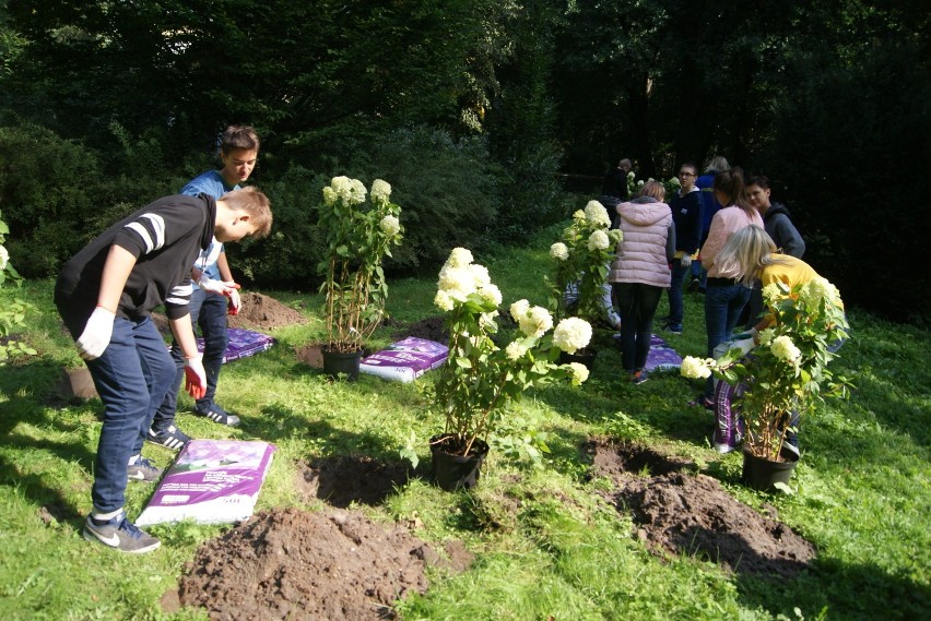 Park miejski w Kaliszu ozdobiły hortensje