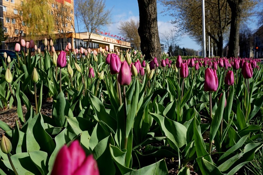 Majówka 2022. Konin. Poczuj wiosnę z tulipanami! Tulipany zaczynają kwitnąć na całej długości ul. Dworcowej