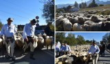 Zakopane. Koniec wypasu owiec. Redyk bacy z Polany Szymoszkowej. "Czas wracać do domu"