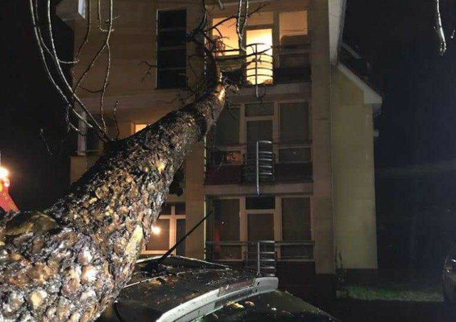 Drzewo powalone na budynek akademika w Zielonej Górze, uszkodziło jednocześnie dach samochodu