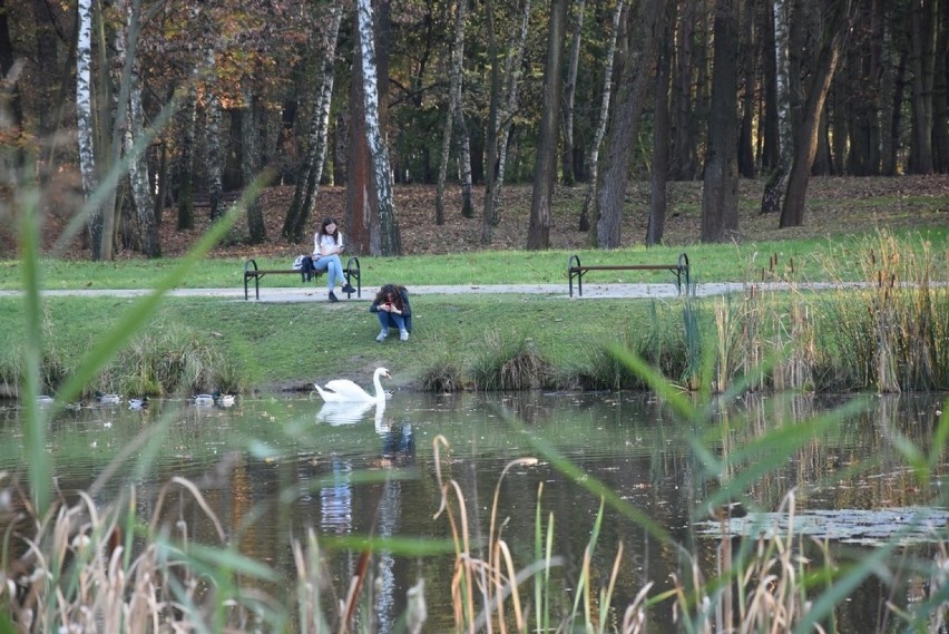 Łabędzia para znowu w stawie na Piaskówce. Na razie między ptakami nie ma miłości