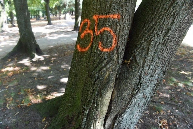 Zielona Góra. Sierpień 2019. Czy kilkadziesiąt drzew w parku Tysiąclecia pójdzie do wycinki?