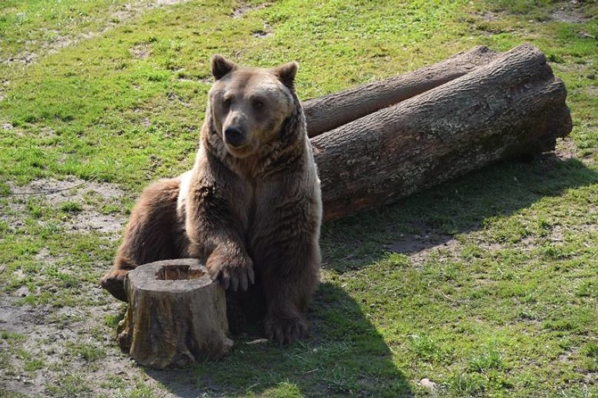 W białostockim zoo Akcent mieszkają niedźwiedzie -  Jola i...