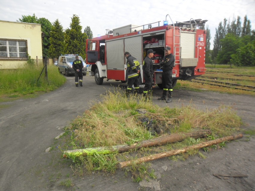 Strażacy i policjanci z Międzyrzecza uratowali czworonoga,...