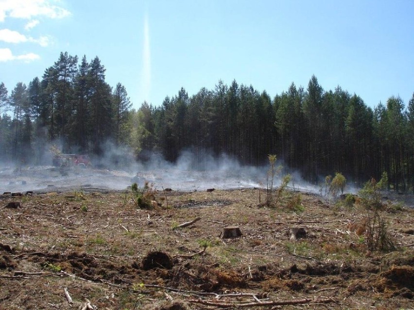 Trzeci stopień zagrożenia pożarowego w lasach Nadleśnictwa Kwidzyn. Leśnicy apelują o rozwagę