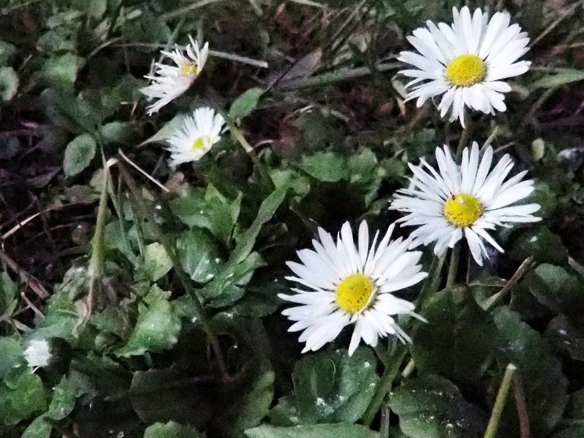 Grudniowa wiosna w Nowym Sączu. Na termomentrze +22,5 °C