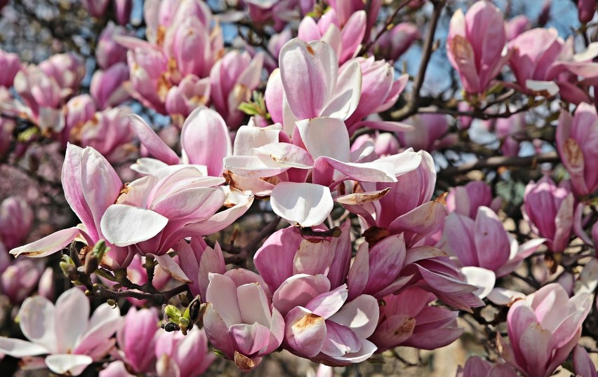 Wawel jak z bajki. Kwitnące magnolie [ZDJĘCIA]