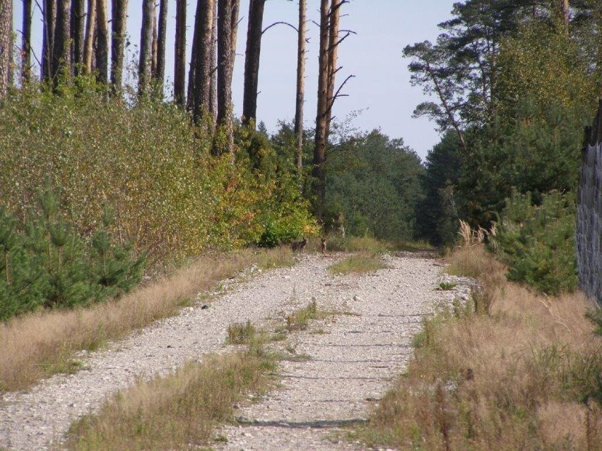 Zdjęcia potwierdzające występowanie wilków w regionie kilka...