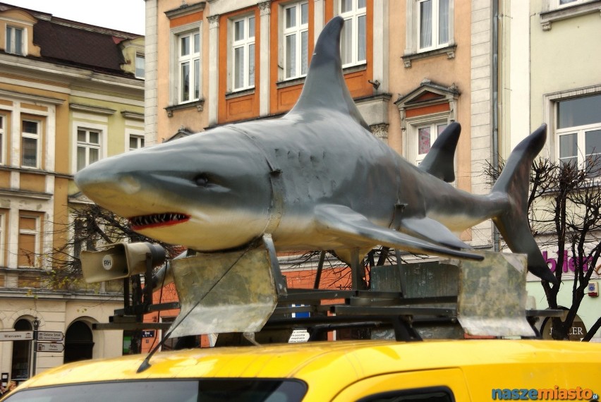 Rekiny w Lesznie można oglądać do czwartku 21 listopada....