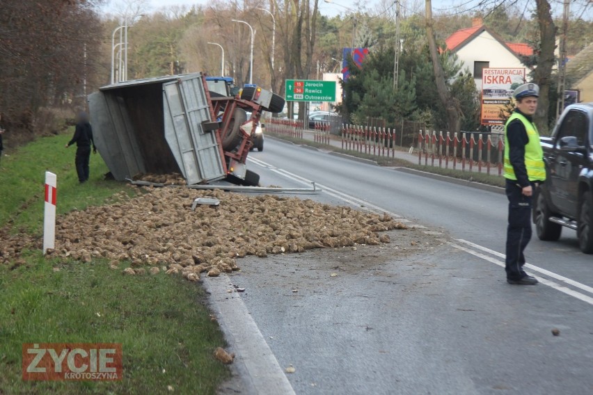 KROTOSZYN: Ciągnik wiozący buraki cukrowe przewrócił się. Droga krajowa nr 36 zablokowana [ZDJĘCIA]                   