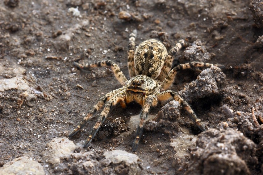 Tarantula sfotografowana na Ukrainie. Jej naturalnym wrogiem...