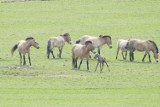 Projekt "Niewymieralni". Licealistki z Dębicy walczą o ochronę wymierających gatunków zwierząt