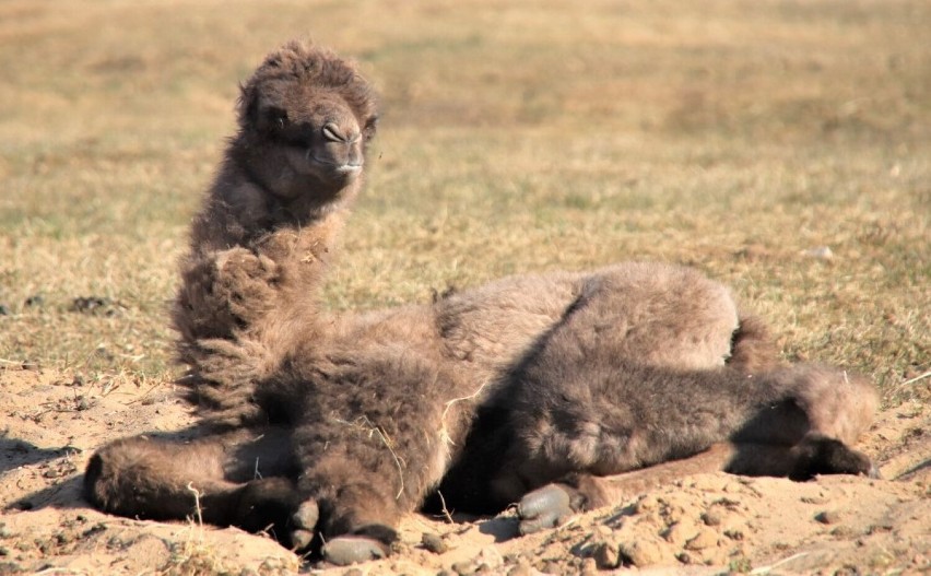 Narodziny samiczki wielbłąda w Zoo Safari Borysew koło Poddębic. Jakie imię otrzyma sympatyczne zwierzątko? Zgłoś swoją propozycję ZDJĘCIA