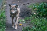 Uwaga na wilki! Wójt gminy Zarszyn wydała ostrzeżenie