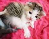 Małe kotki znalezione w okolicach Żor. Czy znajdzie się dla nich nowy dom?