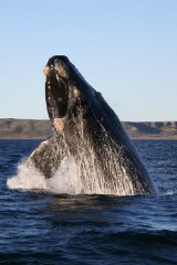Wieloryb skazany na śmierć