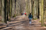 Lasy w Poznaniu znowu otwarte. Czy można iść na spacer?