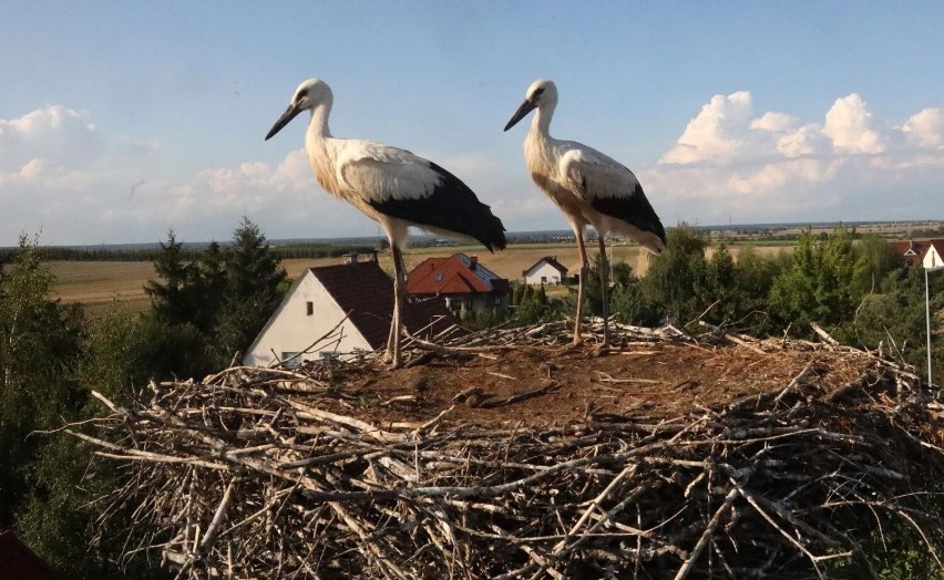 W 1992 r. Pentowo nawiedził huragan, który powalił wiele...