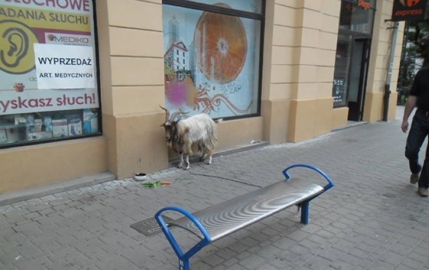 Pijani zabrali kozę na spacer po Krakowie. Przywiązali ją do ławki [ZDJĘCIA]