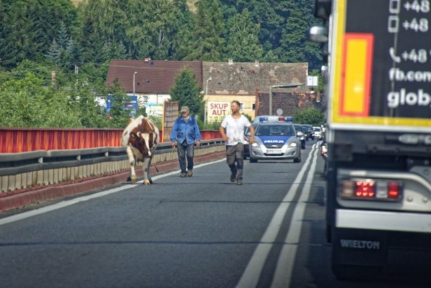 Krowa zablokowała drogę krajową nr 8 w Kłodzku... Ściągała ją policja (ZDJĘCIA)        