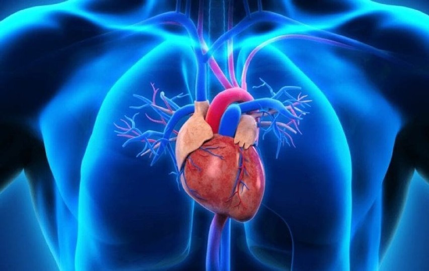 Serce uderza w życiu 3 mld razy. Im wolniej bije - tym dłużej żyjemy! ZDJĘCIA!