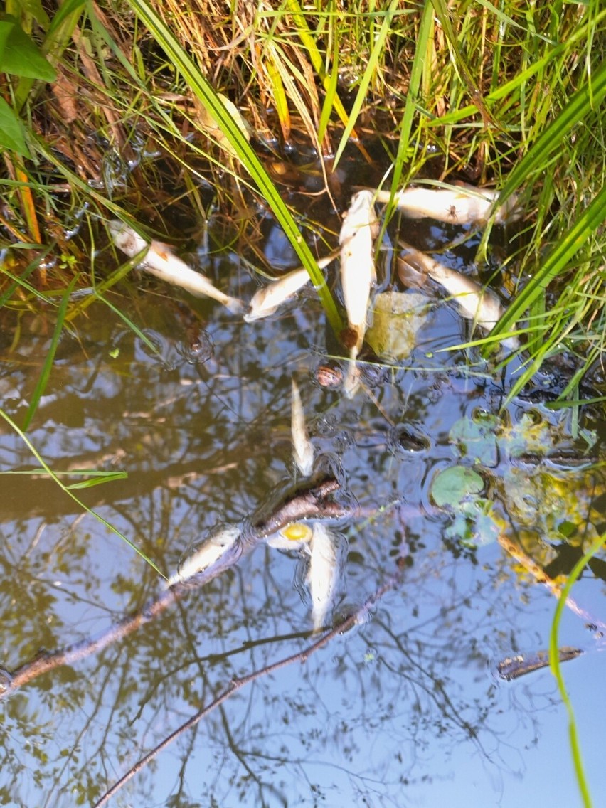 Śnięcie ryb w rzece Wel. WIOŚ przeprowadził kontrolę