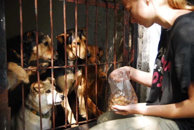 Psy z tomaszowskiego schroniska czekają na nowych właścicieli. Schronisko można też wesprzeć zapasem karmy lub materiałami budowlanymi potrzebnymi do wyremontowania boksów
