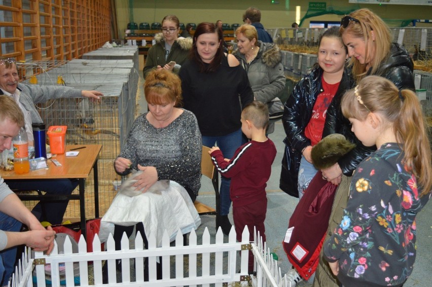 Już w weekend wystawa królików rasowych, drobiu ozdobnego i gołębi[ARCHIWALNE ZDJĘCIA]