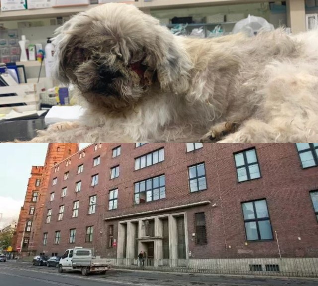 Wrocławianin stanie przed sądem za znęcanie się nad swoim shih tzu. Gucio miał wypalone oczy i był głodzony.