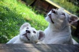 15. urodziny Zoo Borysew w sobotę 12 sierpnia. Czeka moc atrakcji Jakie? ZDJĘCIA