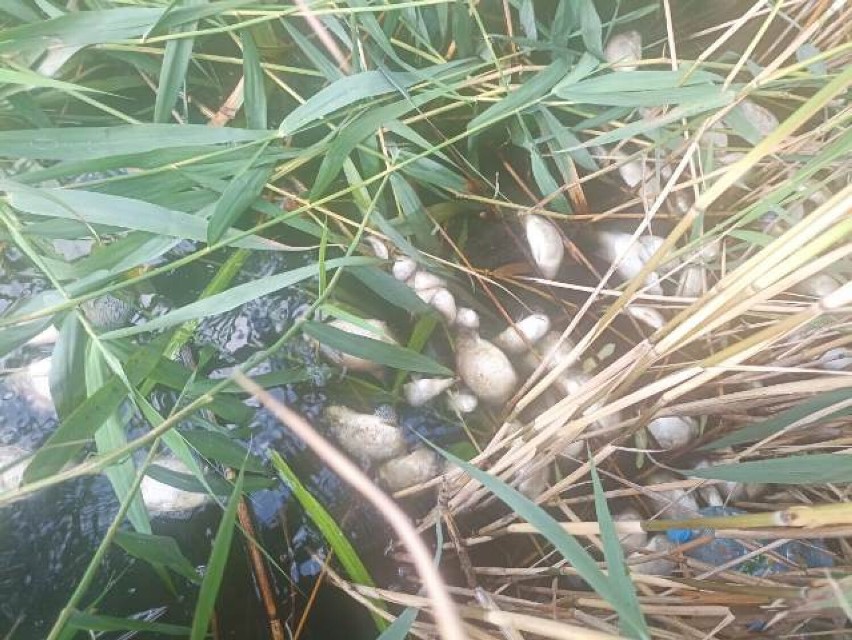 Śnięte ryby w jeziorze Rogozińskim. Zakaz kąpieli na terenie kąpieliska miejskiego w Rogoźnie