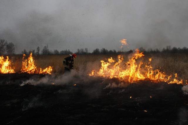 Pożary traw są wiosną prawdziwym utrapieniem dla strażaków